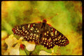 Butterflies 052044 Western Checkerspot A4 Limited Edition Watercolour Print