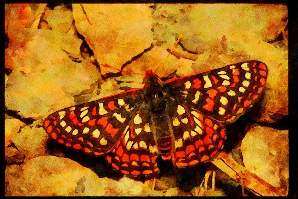 Butterflies 052045 Edith's Checkerspot A4 Limited Edition Watercolour Print