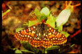Butterflies 052046 Edith's Checkerspot A4 Limited Edition Watercolour Print