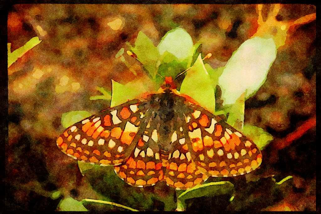 Butterflies 052046 Edith's Checkerspot A4 Limited Edition Watercolour Print