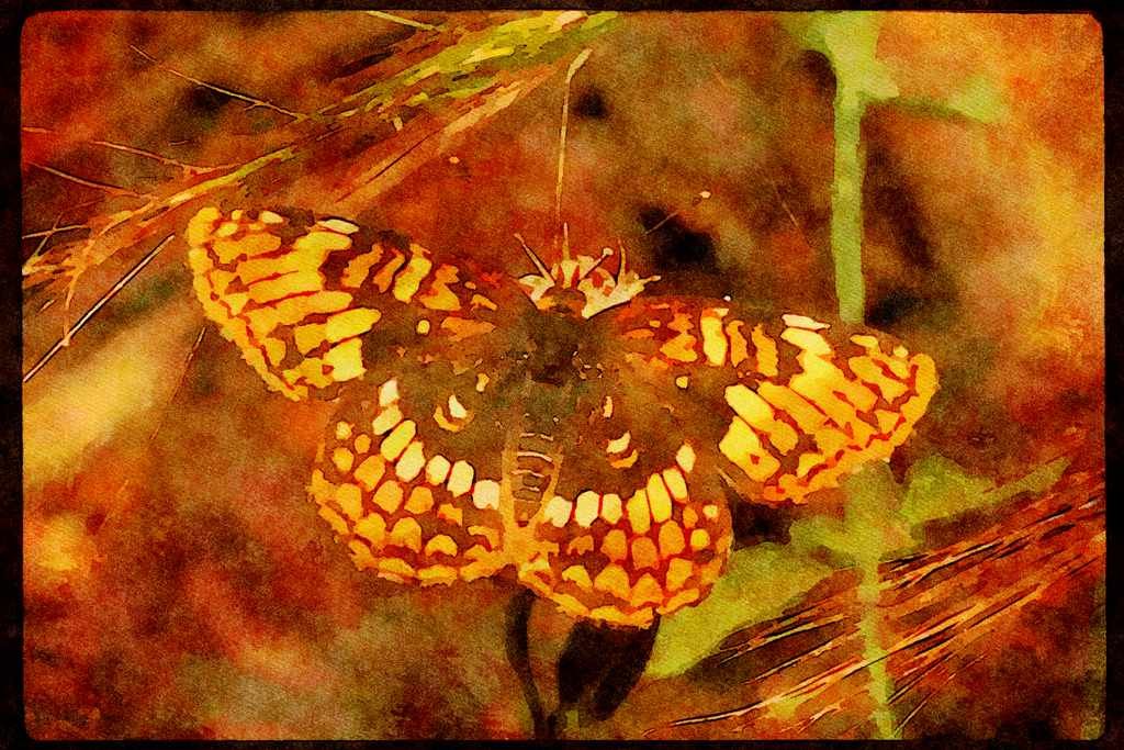 Butterflies 052047 Pacific Checkerspot A4 Limited Edition Watercolour Print