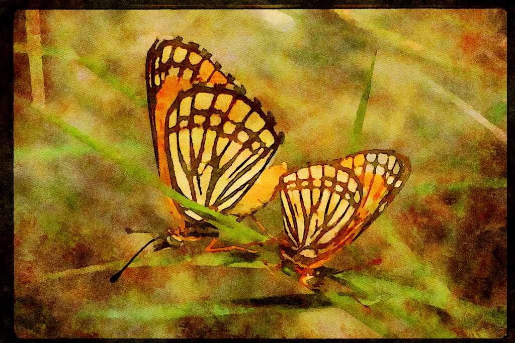Butterflies 052048 Paintbrush Checkerspot A4 Limited Edition Watercolour Print