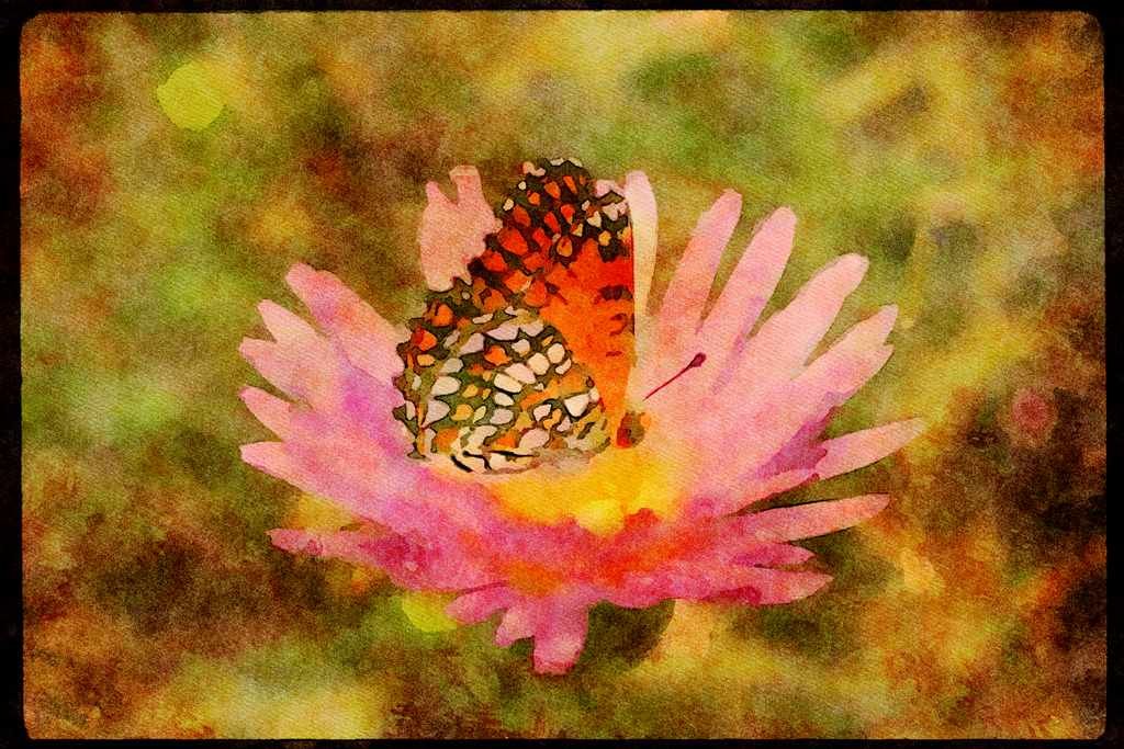 Butterflies 052049 Mojave Checkerspot A4 Limited Edition Watercolour Print