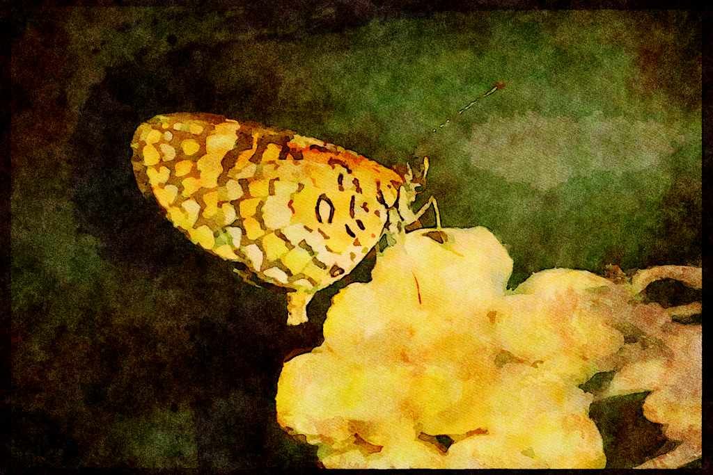 Butterflies 052050 Tiny Checkerspot A4 Limited Edition Watercolour Print