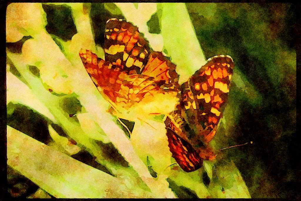 Butterflies 052051 Field Crescent A4 Limited Edition Watercolour Print