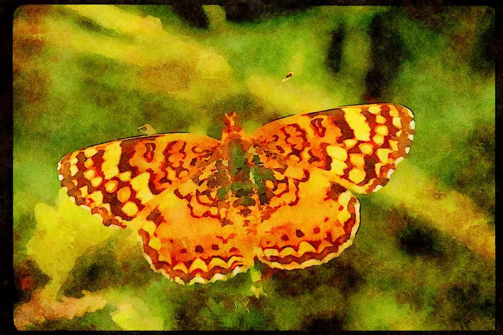Butterflies 052052 Thistle Crescent A4 Limited Edition Watercolour Print