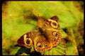 Butterflies 052053 Buckeye Butterfly A4 Limited Edition Watercolour Print