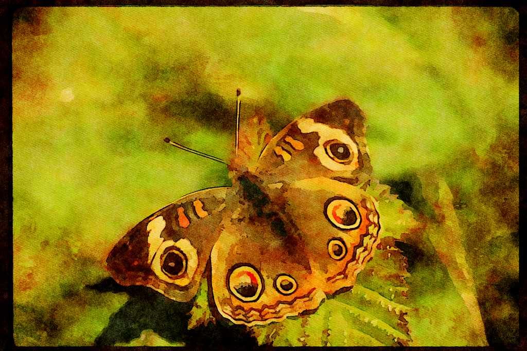 Butterflies 052053 Buckeye Butterfly A4 Limited Edition Watercolour Print