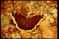 Butterflies 052054 Mourning Cloak A4 Limited Edition Watercolour Print