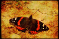 Butterflies 052055 Red Admiral A4 Limited Edition Watercolour Print