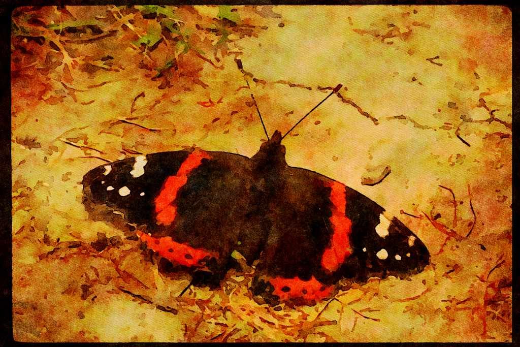 Butterflies 052055 Red Admiral A4 Limited Edition Watercolour Print