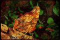 Butterflies 052056 Question Mark A4 Limited Edition Watercolour Print