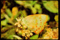 Butterflies 052057 Quaderna Hairstreak A4 Limited Edition Watercolour Print