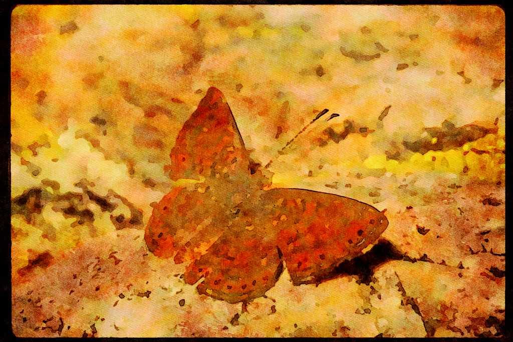 Butterflies 052058 Arizona Metalmark A4 Limited Edition Watercolour Print