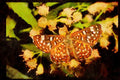 Butterflies 052060 Palmer's Metalmark A4 Limited Edition Watercolour Print