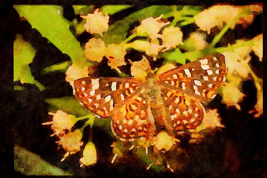 Butterflies 052060 Palmer's Metalmark A4 Limited Edition Watercolour Print