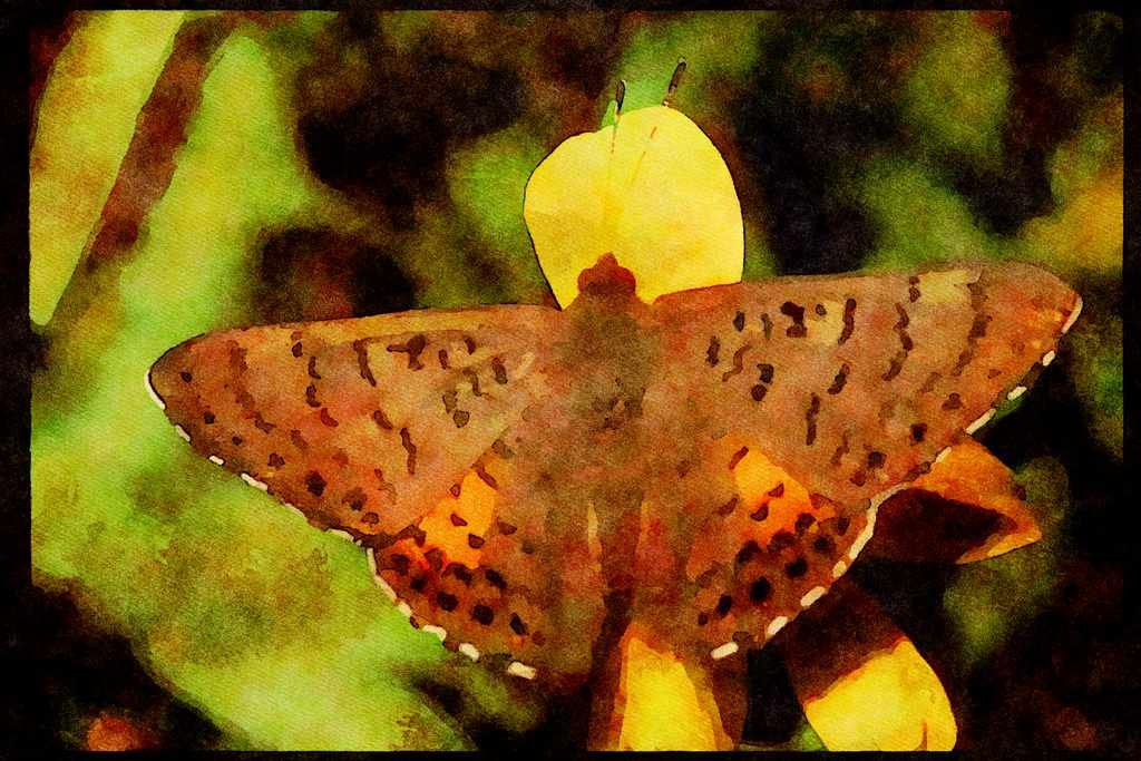 Butterflies 052061 Chiricahua Metalmark A4 Limited Edition Watercolour Print