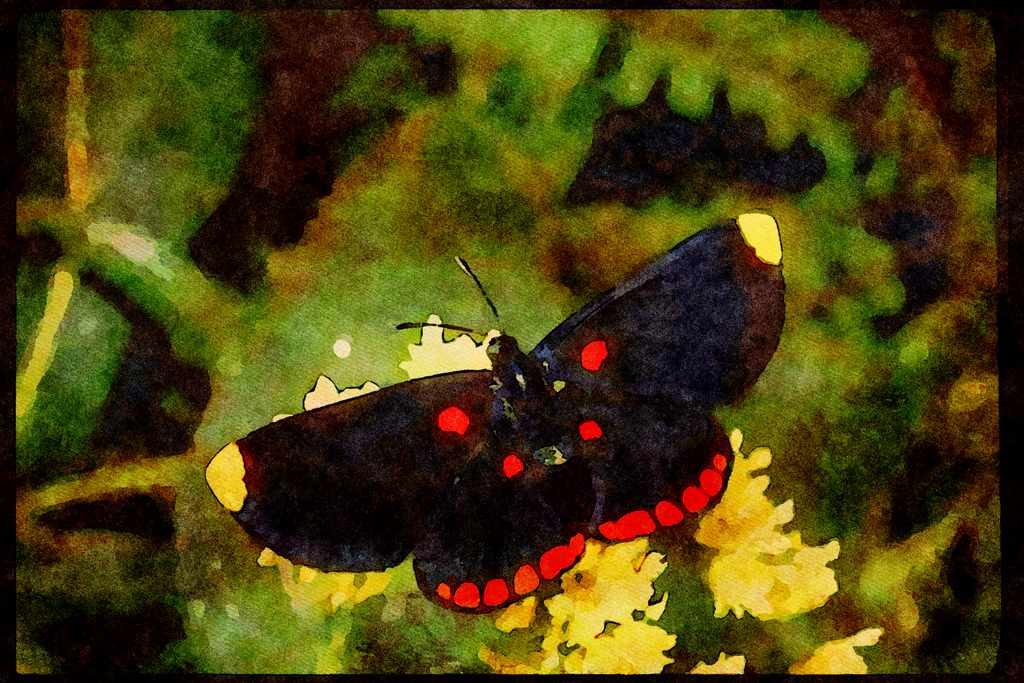 Butterflies 052062 Pixy Metalmark A4 Limited Edition Watercolour Print