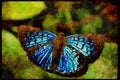 Butterflies 052063 Tropical Metalmark A4 Limited Edition Watercolour Print