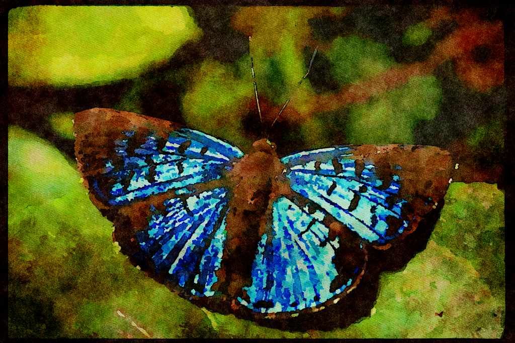 Butterflies 052063 Tropical Metalmark A4 Limited Edition Watercolour Print