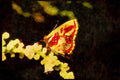 Butterflies 052064 Metalmark A4 Limited Edition Watercolour Print