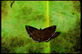 Butterflies 052065 Metalmark A4 Limited Edition Watercolour Print