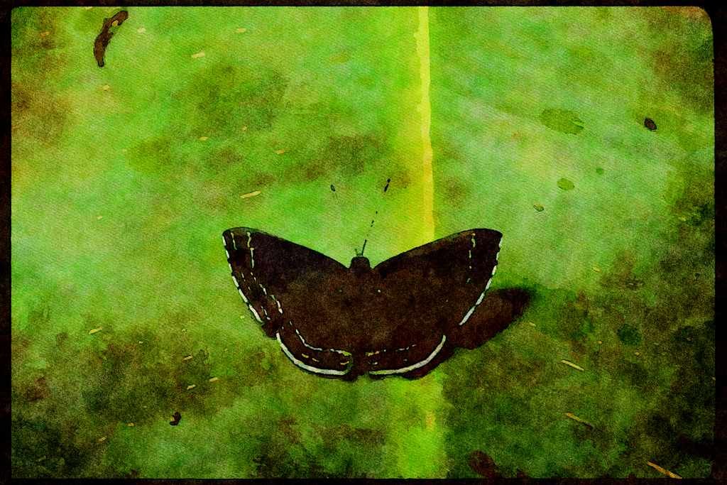 Butterflies 052065 Metalmark A4 Limited Edition Watercolour Print