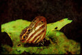 Butterflies 052068 Satyr A4 Limited Edition Watercolour Print