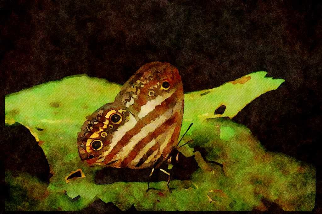 Butterflies 052068 Satyr A4 Limited Edition Watercolour Print