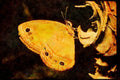 Butterflies 052069 Red Satyr A4 Limited Edition Watercolour Print