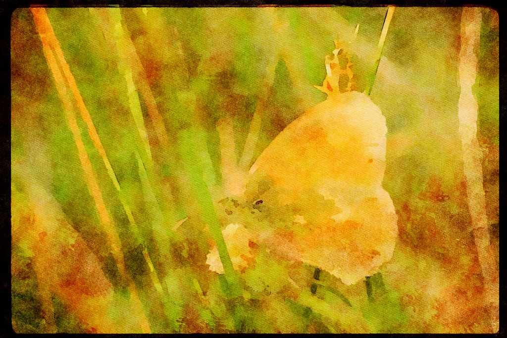 Butterflies 052071 Ringlet A4 Limited Edition Watercolour Print