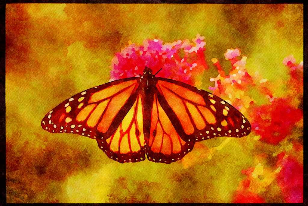 Butterflies 052072 Monarch A4 Limited Edition Watercolour Print