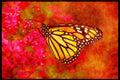 Butterflies 052073 Monarch A4 Limited Edition Watercolour Print