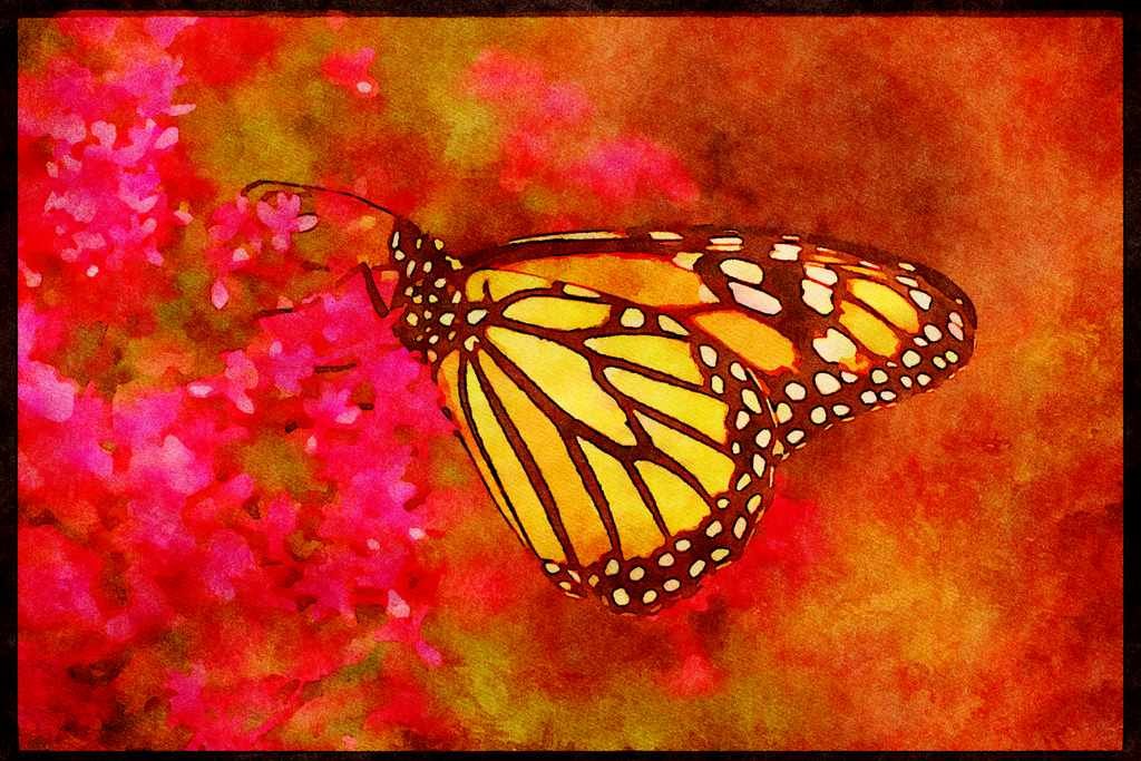 Butterflies 052073 Monarch A4 Limited Edition Watercolour Print