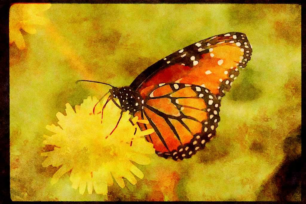 Butterflies 052074 Queen A4 Limited Edition Watercolour Print