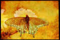 Butterflies 052075 Pipe Vine Swallowtail A4 Limited Edition Watercolour Print