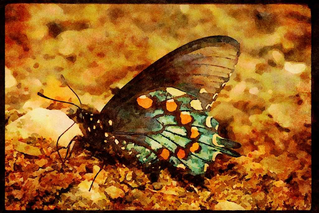 Butterflies 052076 Pipe Vine Swallowtail A4 Limited Edition Watercolour Print