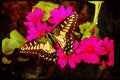 Butterflies 052077 Anise Swallowtail A4 Limited Edition Watercolour Print