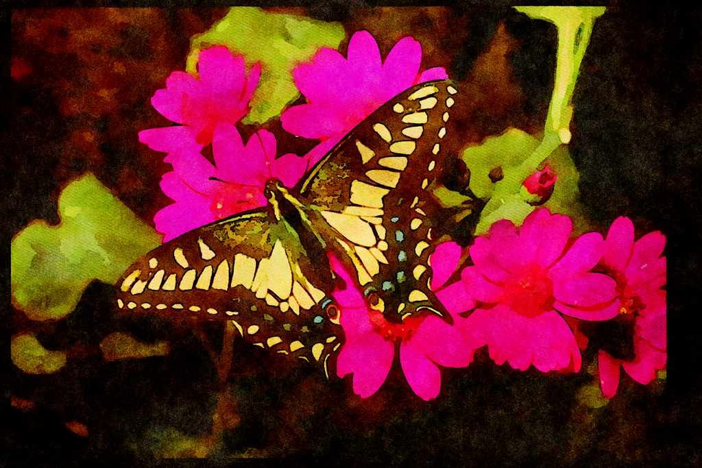 Butterflies 052077 Anise Swallowtail A4 Limited Edition Watercolour Print