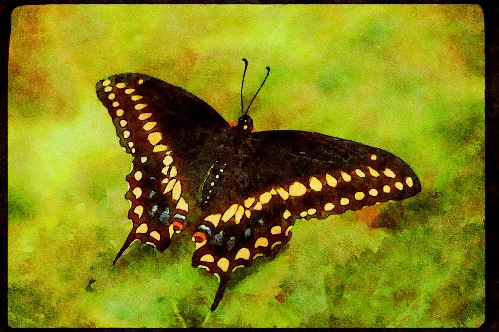 Butterflies 052078 Black Swallowtail A4 Limited Edition Watercolour Print
