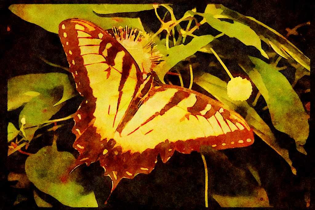 Butterflies 052079 Tiger Swallowtail A4 Limited Edition Watercolour Print