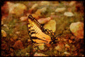 Butterflies 052080 Tiger Swallowtail A4 Limited Edition Watercolour Print