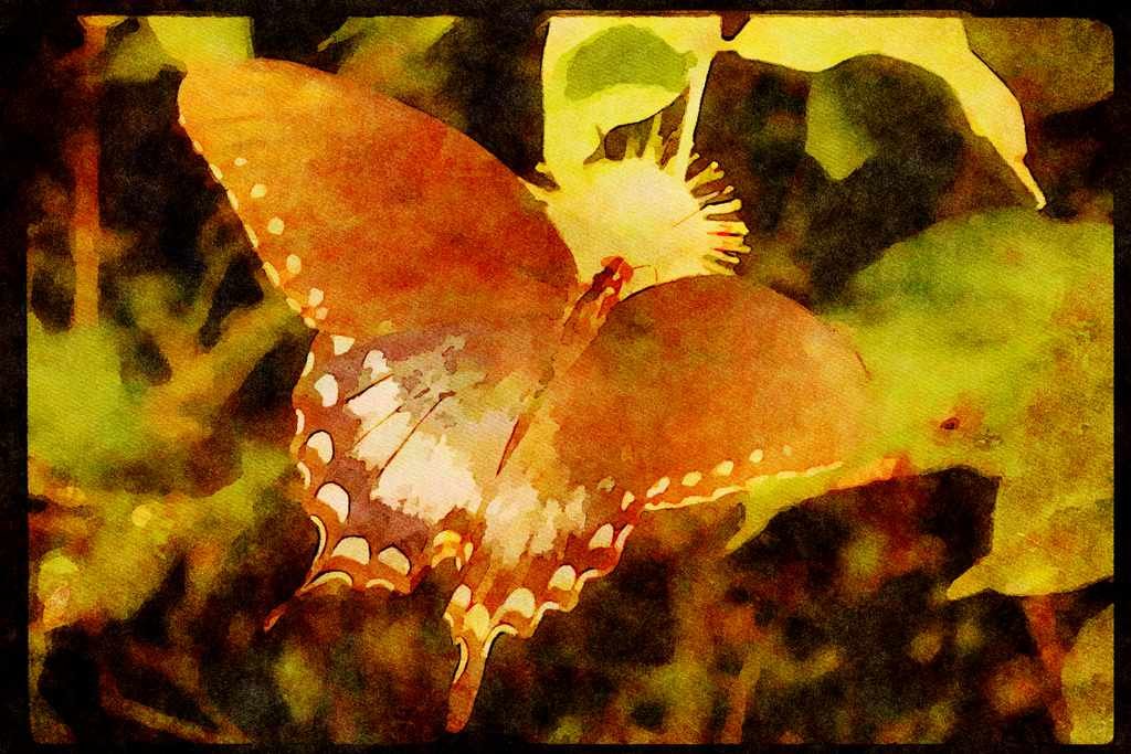 Butterflies 052081 Spicebush Swallowtail A4 Limited Edition Watercolour Print