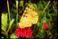 Butterflies 052082 Clodius Parnassian A4 Limited Edition Watercolour Print