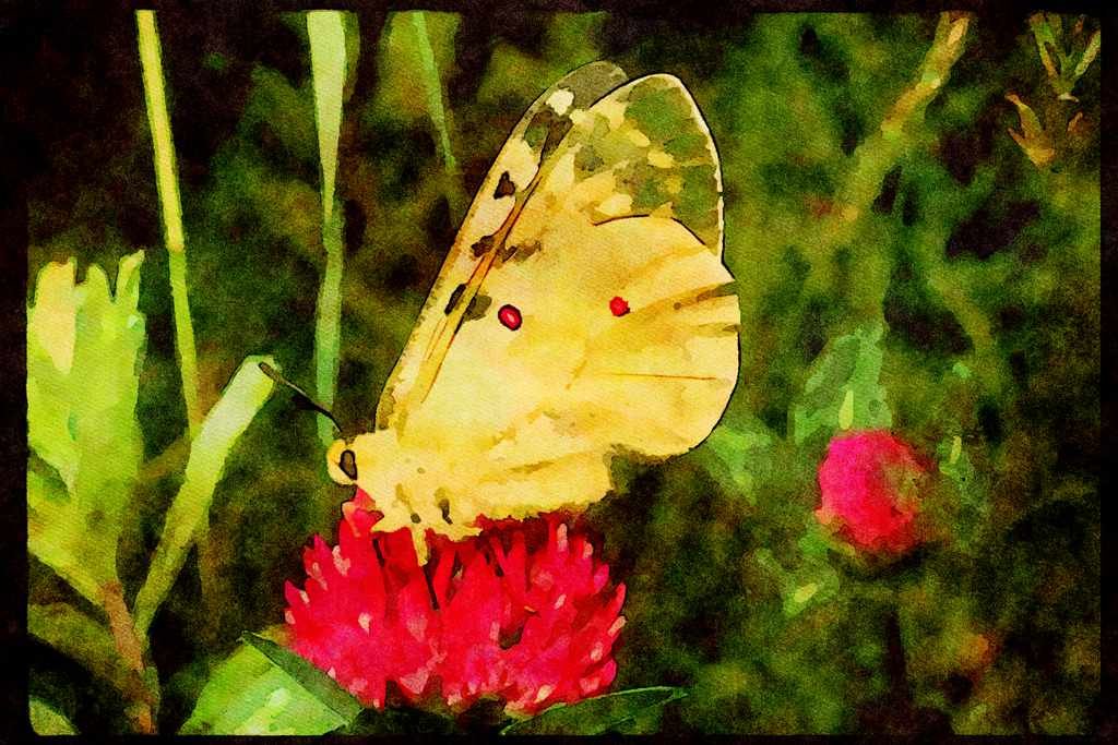 Butterflies 052082 Clodius Parnassian A4 Limited Edition Watercolour Print