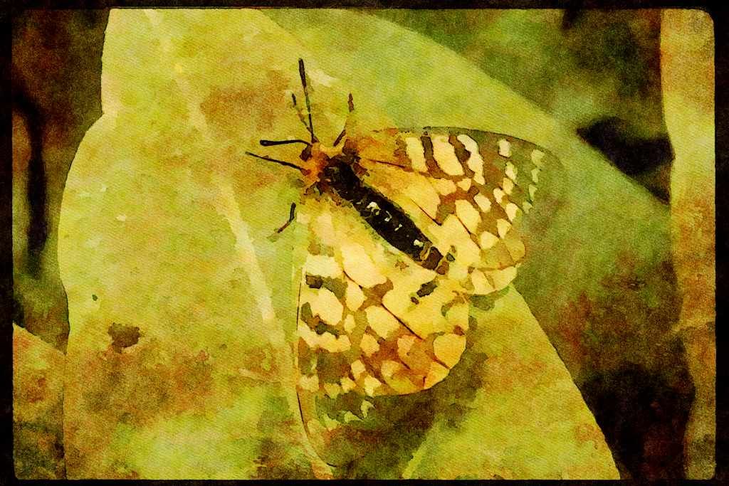 Butterflies 052083 Clodius Parnassian A4 Limited Edition Watercolour Print