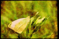 Butterflies 052084 European Cabbage Butterfly A4 Limited Edition Watercolour Print