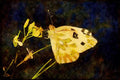 Butterflies 052085 Becker's White A4 Limited Edition Watercolour Print