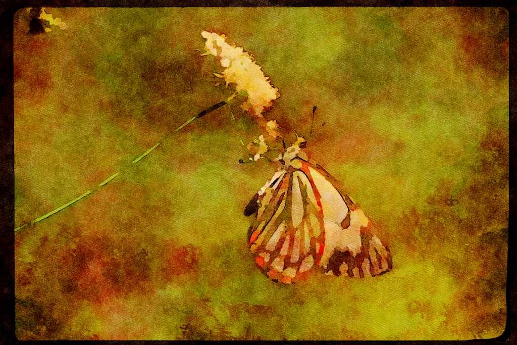 Butterflies 052086 Pine White A4 Limited Edition Watercolour Print