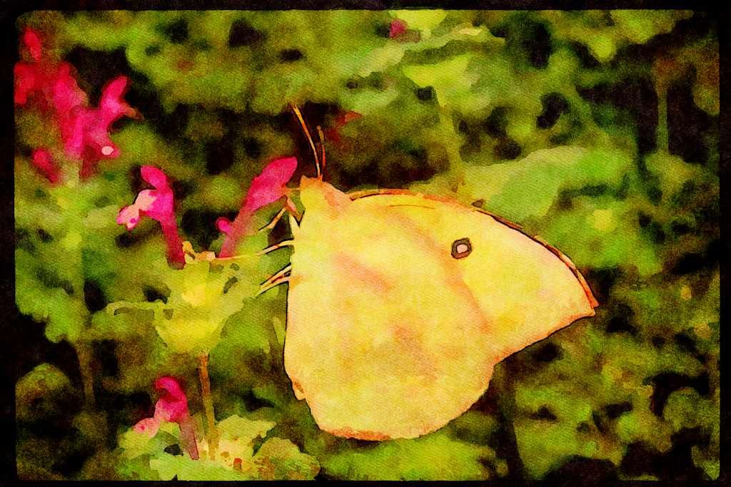 Butterflies 052087 Dogface A4 Limited Edition Watercolour Print